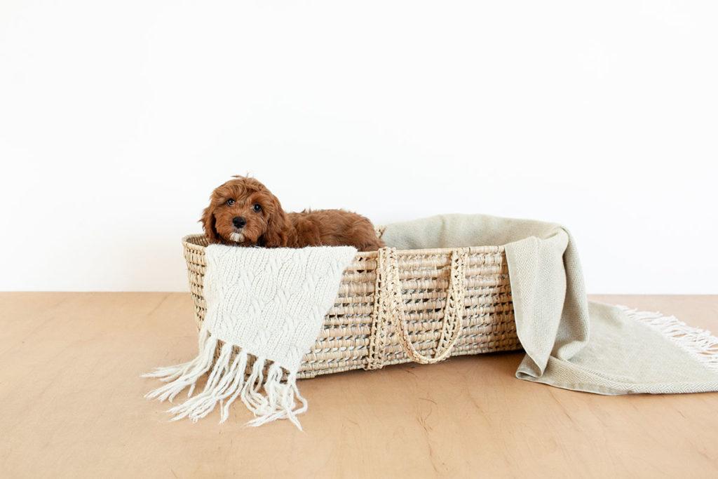 Natural light studio puppy portrait session in basket with Fletcher and Co in Tucson, Arizona