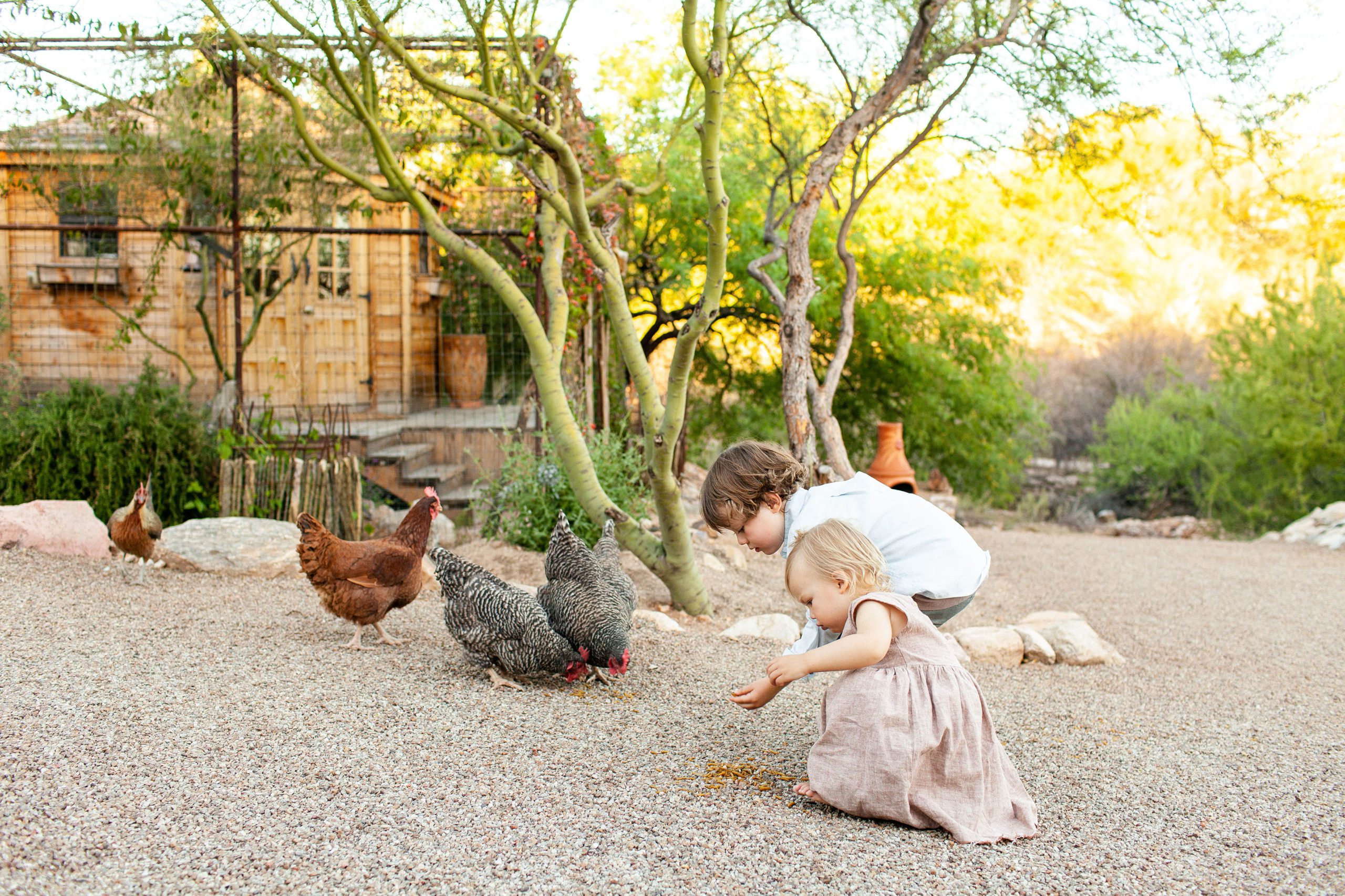 Desert family portraits with children and their chickens in Tucson, Arizona