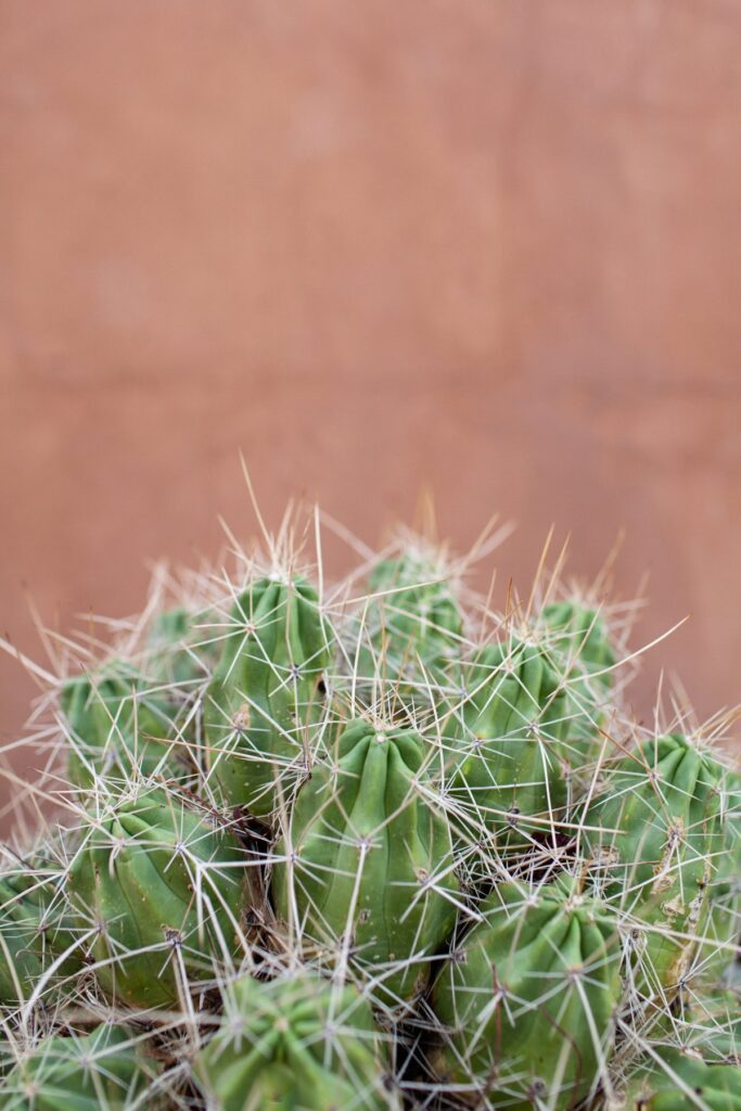 Potted cacti lifestyle photography in Mercado District neighborhood
