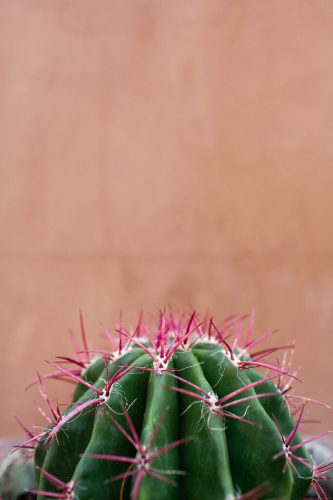 Potted cacti lifestyle photography in Mercado District neighborhood