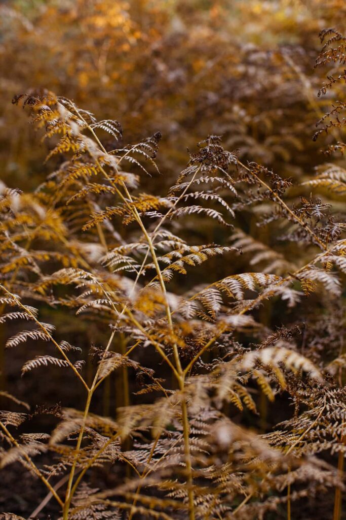 Autumn toned fern plant photograph taken on Mount Lemmon in Tucson, Arizona