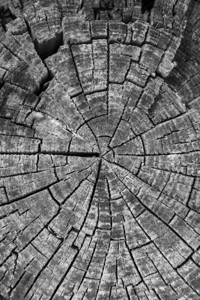 Tree ring black and white photograph image on Mount Lemmon, Tucson