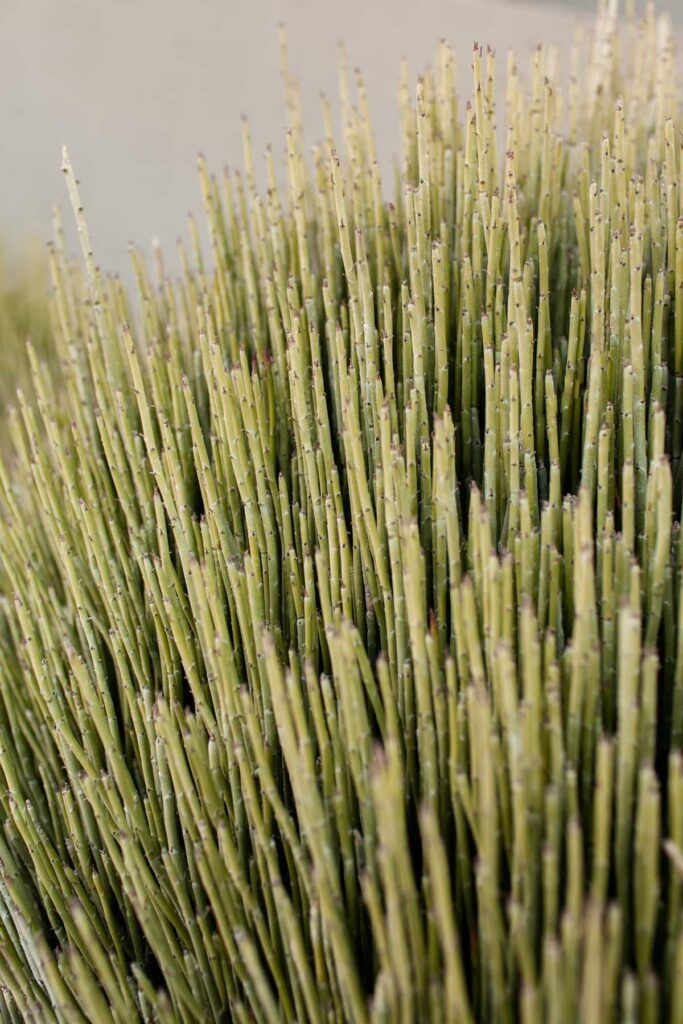 Euphorbia-Antisyphiliticas (Candelilla) at a Tucson mid-century home poolside, photographed by Fletcher and Co for Box Hill Landscape Design.