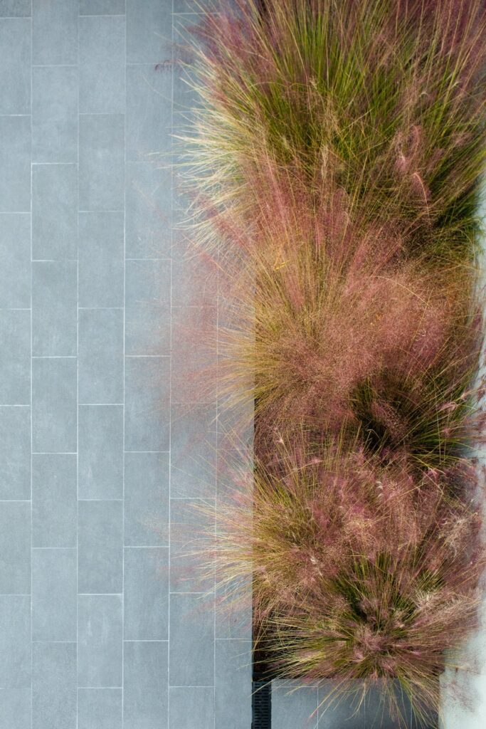 Mass plantings of blooming Muhlenbergia capillaris grasses at a Tucson mid-century home poolside, photographed by Fletcher and Co for Box Hill Landscape Design.
