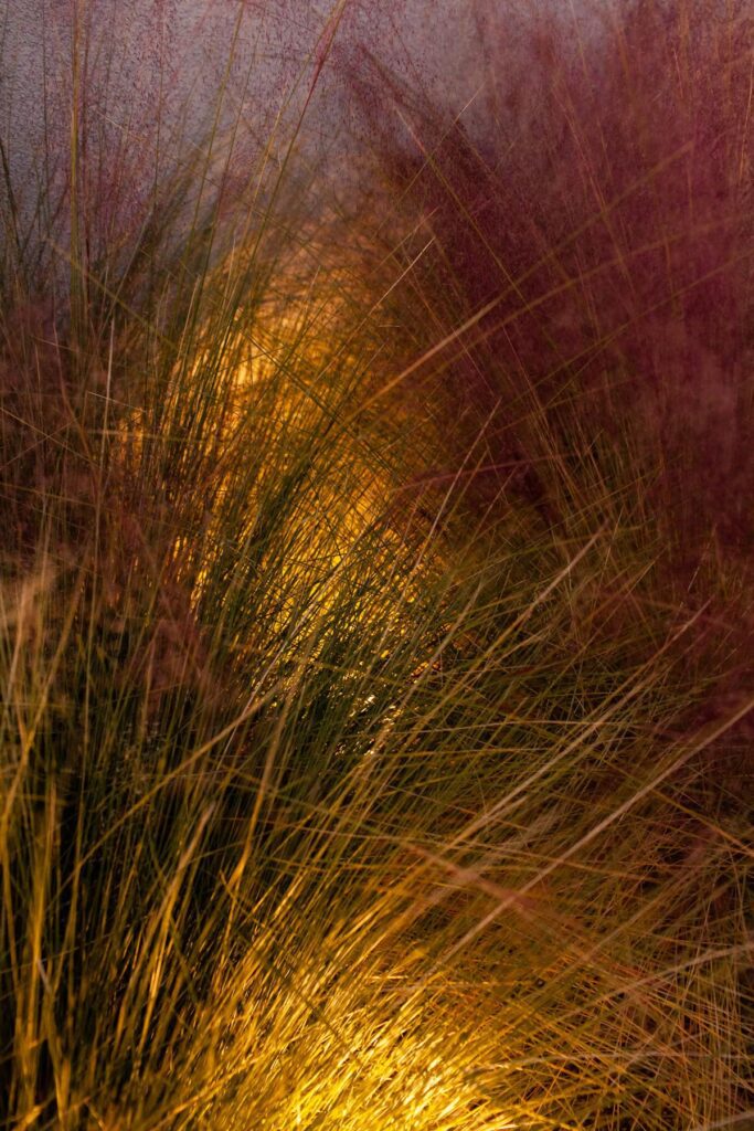 Mass plantings of blooming Muhlenbergia capillaris grasses at a Tucson mid-century home poolside, photographed by Fletcher and Co for Box Hill Landscape Design.