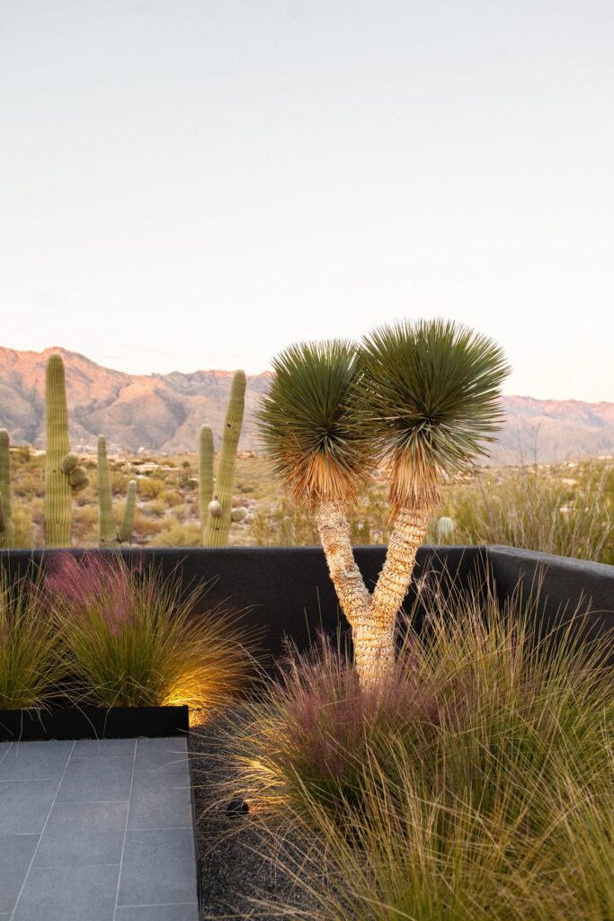 Mass plantings of blooming Muhlenbergia capillaris grasses at a Tucson mid-century home poolside, photographed by Fletcher and Co for Box Hill Landscape Design.