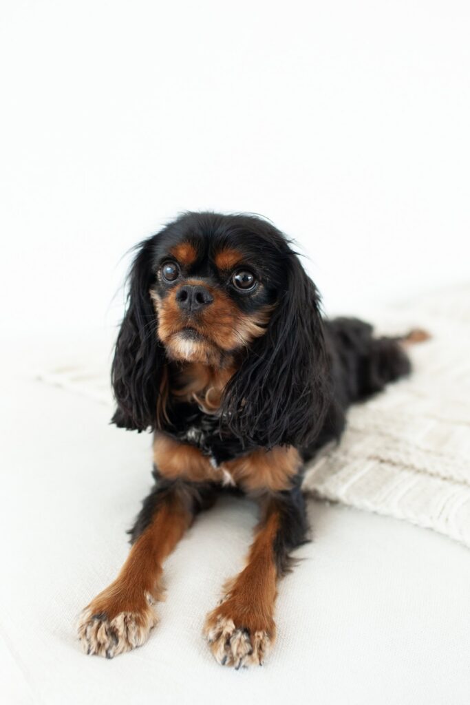 Dog laying down on a cushion during a modern portrait photography session in Tucson, Arizona.