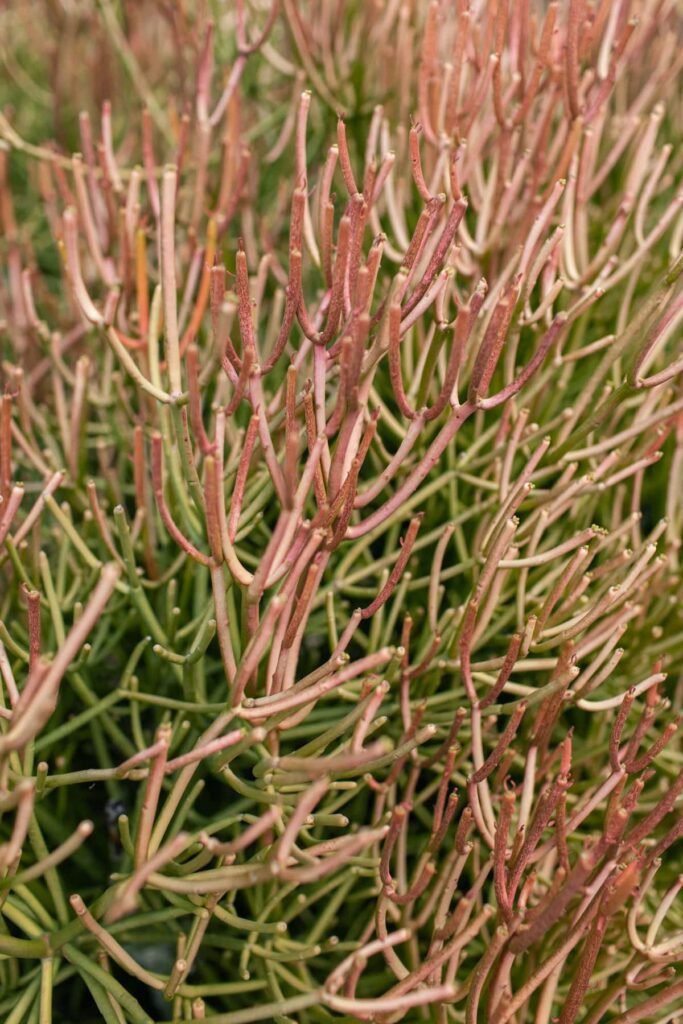 Fire stick plant detail on a desert property in Tucson, Arizona