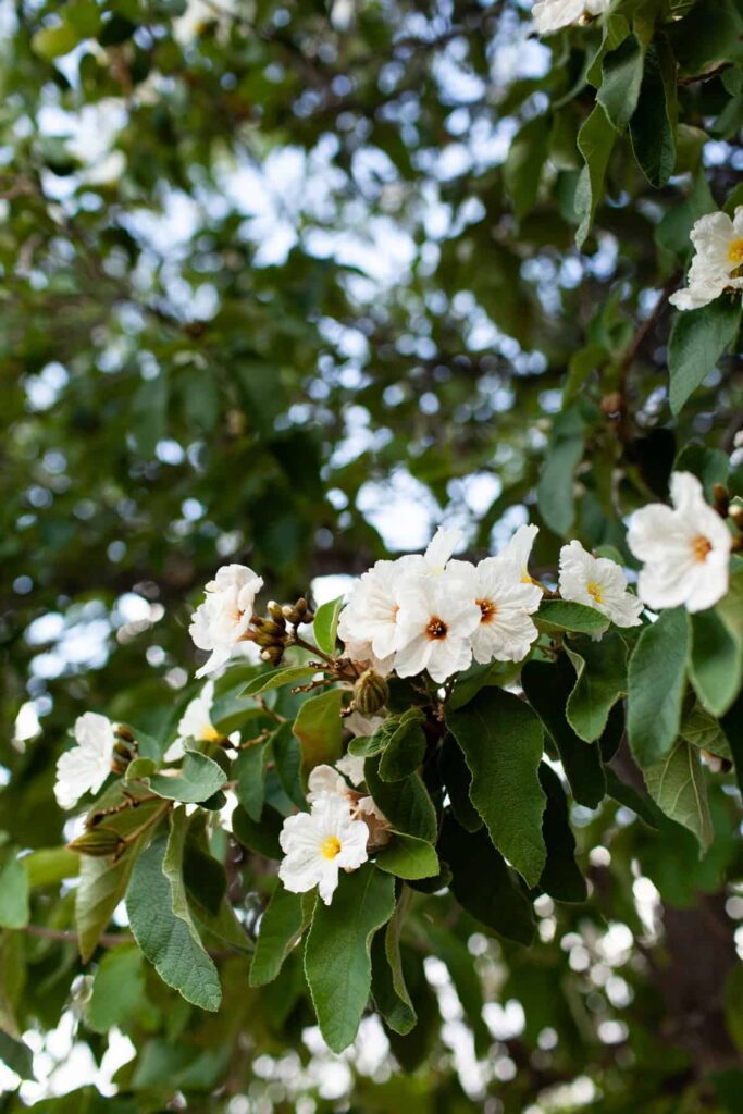 A white flower detail in a tree at a desert property